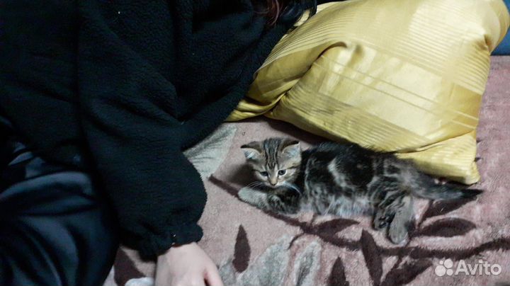 Осталось 2 котёнка