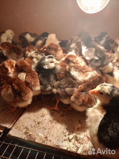 Цыплята
