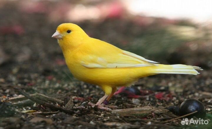 Продам канареек овсяночного напева