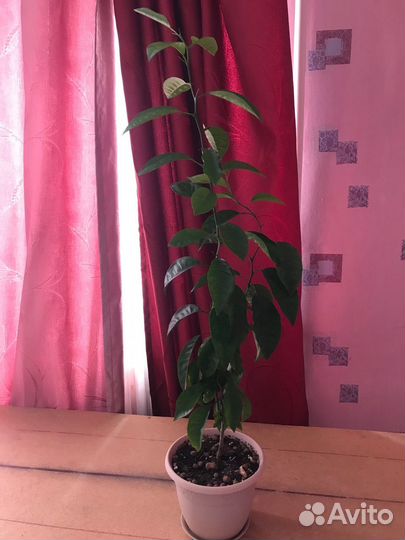 Мандариновое дерево