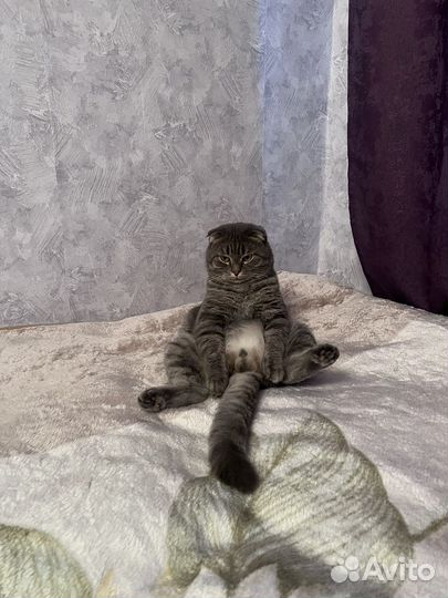 Кот для вязки