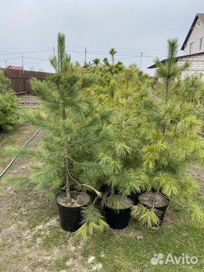 Саженцы кедра сибирского