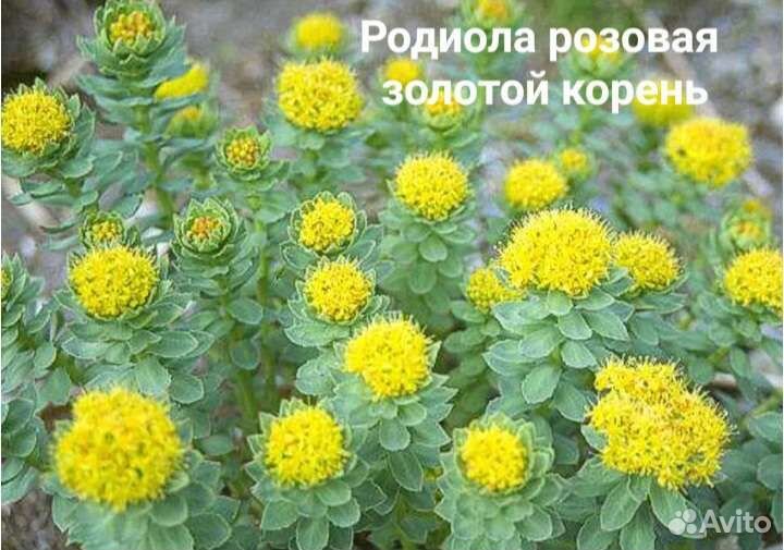 Лекарственные растения
