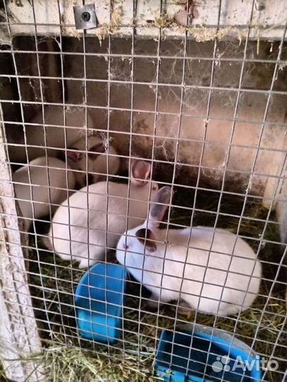 Калифорнийские кролики возраст 3 месяца 1200 за 1