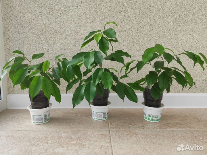 Фикус Бенджамина и Бенджамина Кинки