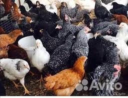 Куры-молодки