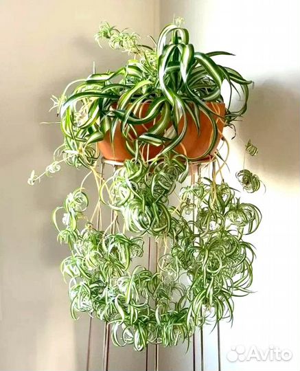 Хлорофитум кудрявый