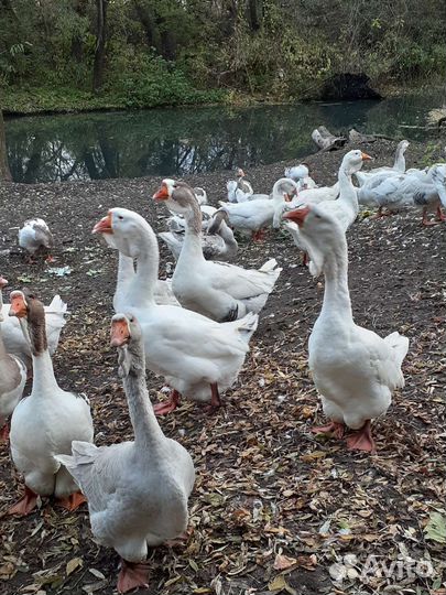 Холмогорские гуси