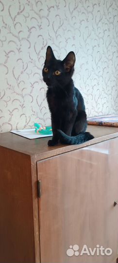 Мальчишка
