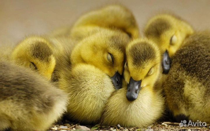 Подрощенные Гусята Линда оптом и в розницу