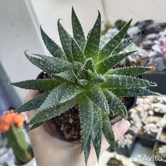 Суккуленты