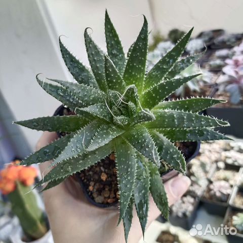 Суккуленты