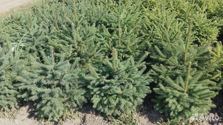 Живая сосна 1-3,5м