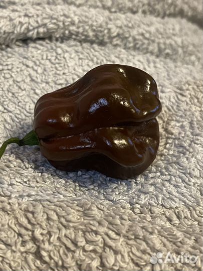 Перец Хабанеро шоколадный плод с семенами 1 шт