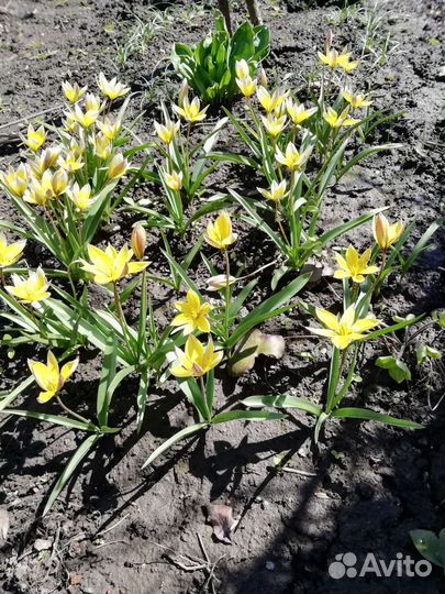 Первоцветы