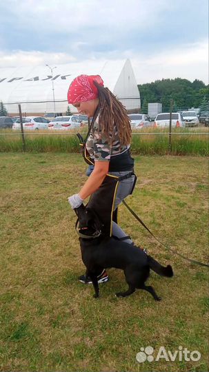 Кинолог, дрессировка собак