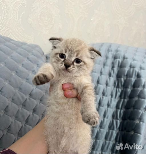Вислоухий котенок, девочка. Цена 3500