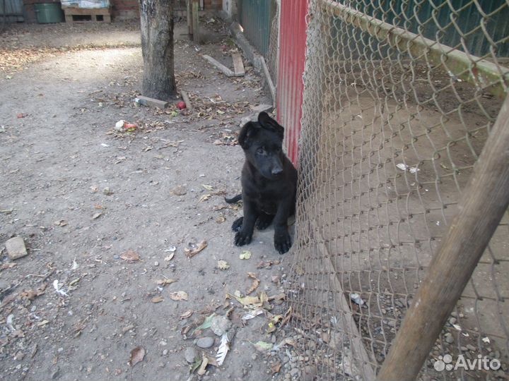 Щенки восточноевропейской овчарки черные