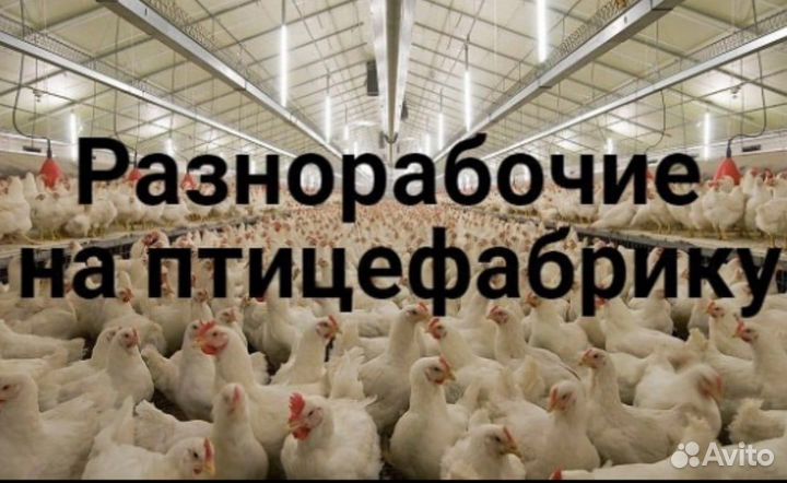 Разнорабочий.Птицефабрика. Башкирия