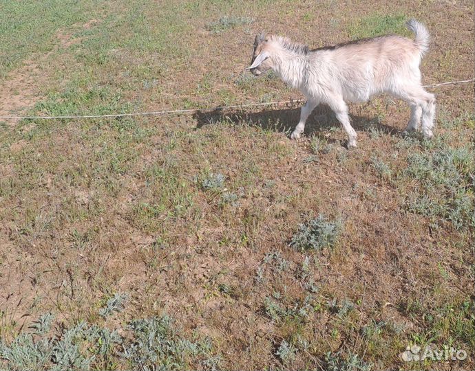 Нубийские козлята и Зааненские