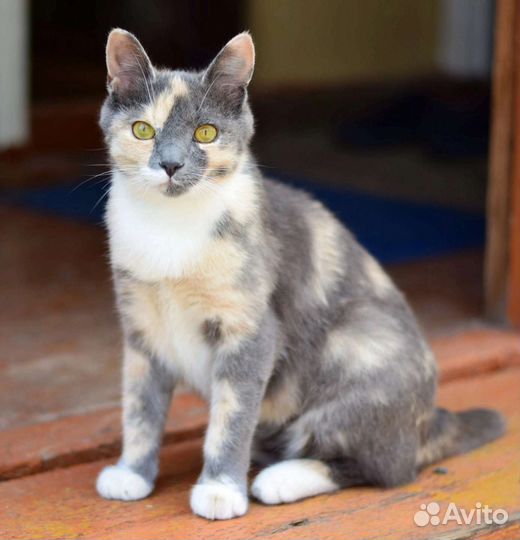 Кошечка Тесса ждёт укотовления