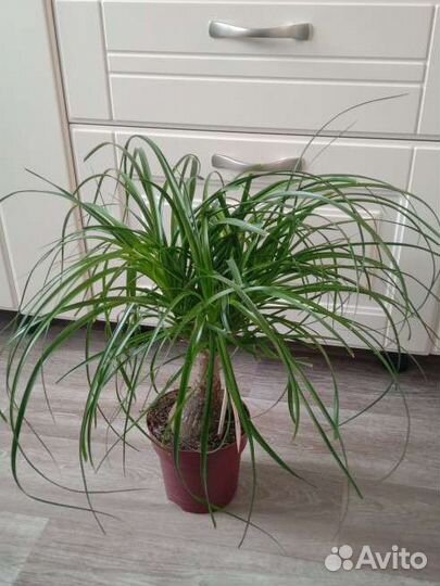 Нолина Бокарнея