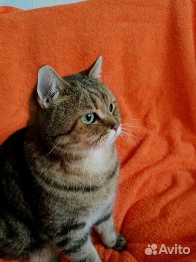 Британский кот