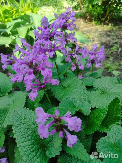 Цветы для сада