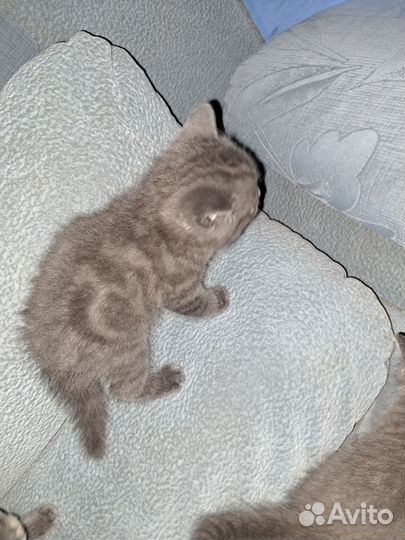 Британские котята