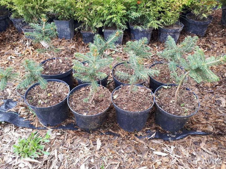 Ель колючая голубая 