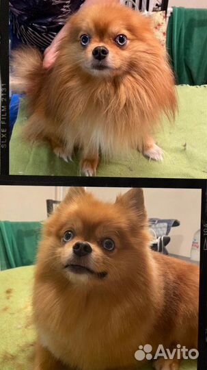 Стрижка домашних животных