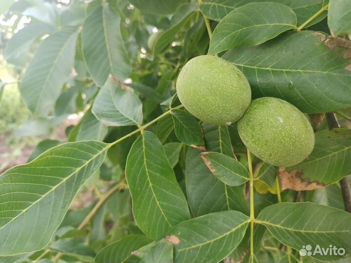 Зеленые грецкие орехи молочной спелости 1 кг