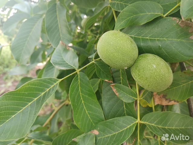 Зеленые грецкие орехи молочной спелости 1 кг