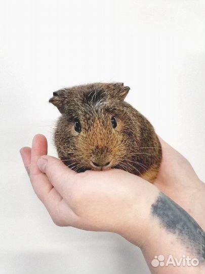 Морская свинка агути крестед