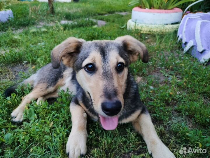 Щенок ищет дом