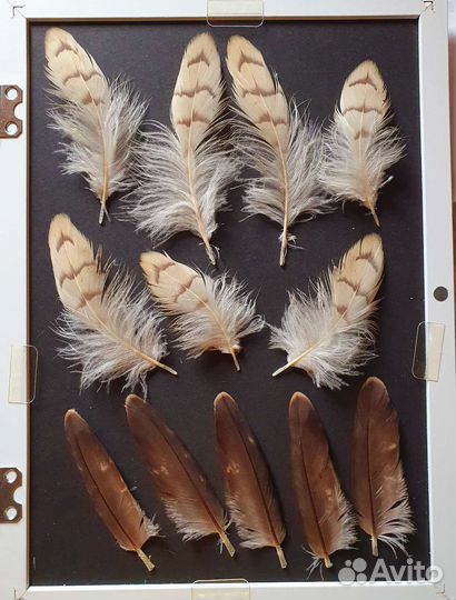 Перья хищных птиц