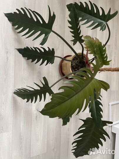 Комнатные растения на срез