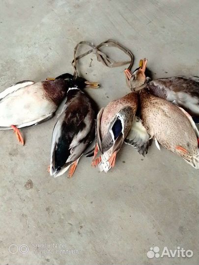 Мясо дичи дикой утки