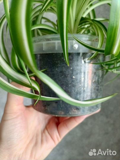 Хлорофитум кудрявый в 1 л