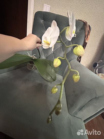 Орхидея фаленопсис