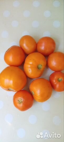Семена сортового Томата 