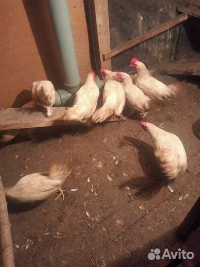 Куры молодки