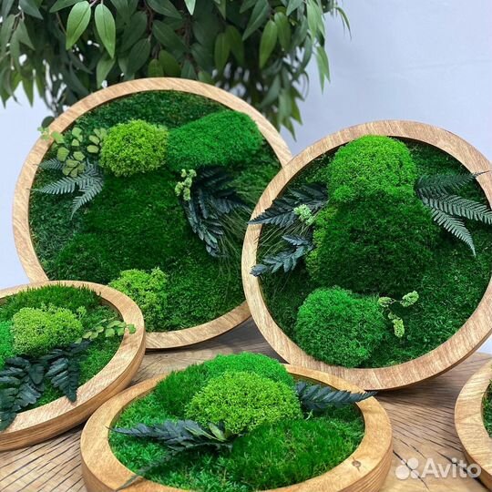 Стабилизированный мох.Озеленение.Декор.Ресторан