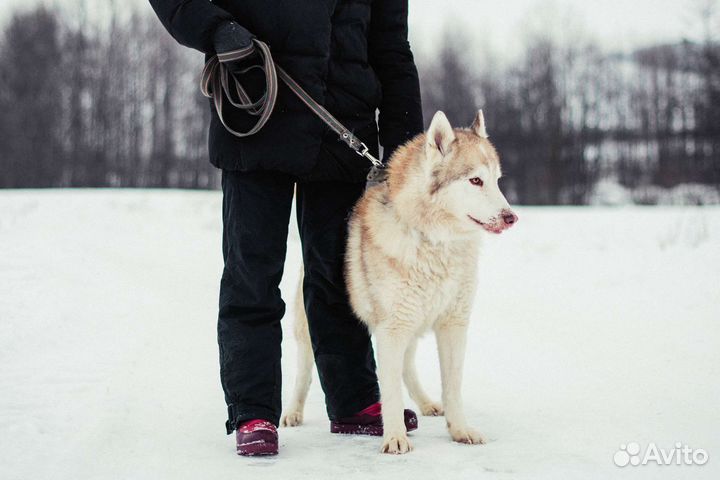 Хаски в добрые руки