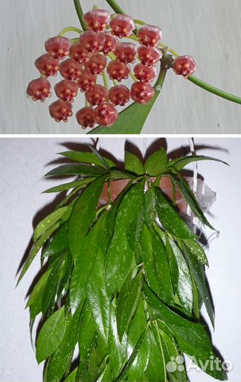 Хойя. Руэлия. Колумнея. Клеродендрум. Белопероне