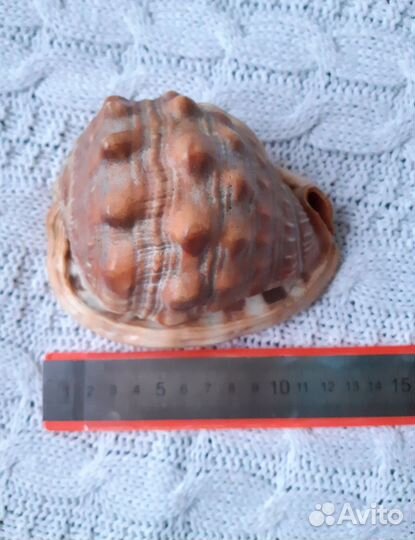 Ракушка морская большая