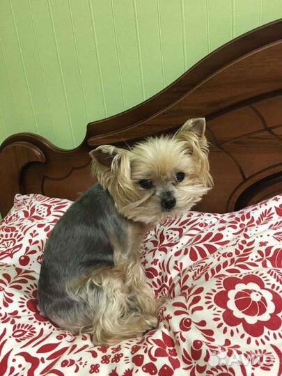 Передержка собак