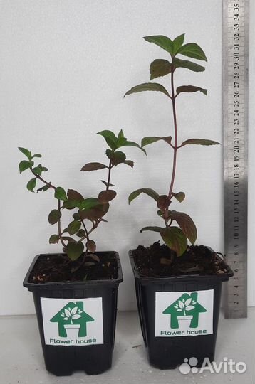 Гортензия Самарская Лидия (саженец )