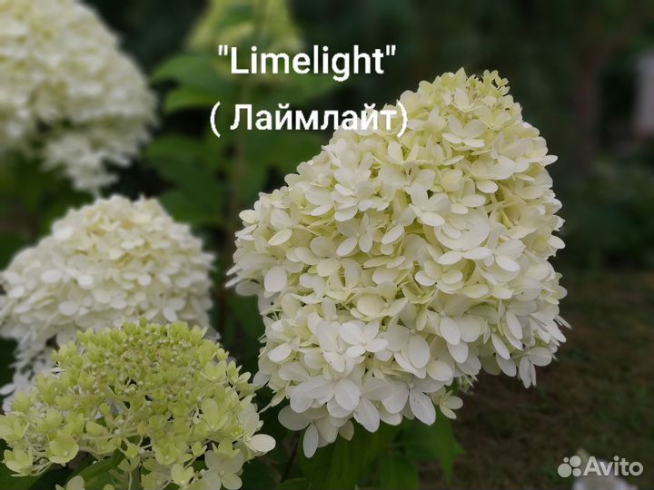 Гортензии метельчатые