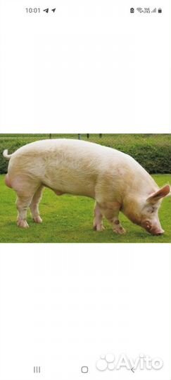 Услуги хряка